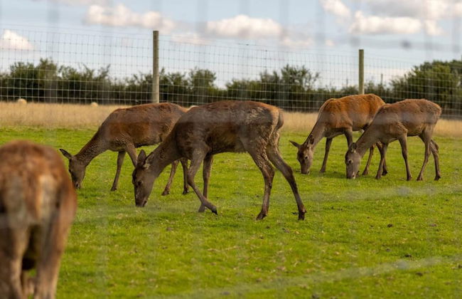 Luxury Safari Lodge Surrounded by Deer!! 'fallow' - Foto 40