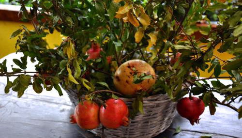 Agriturismo Barcola - Foto 3