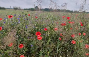 Żurawisko - Domki wśród natury - Foto 45