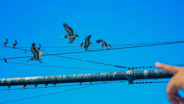Avistamiento de aves en la Ciénaga Grande de Santa Marta - Foto 3, Pelícanos