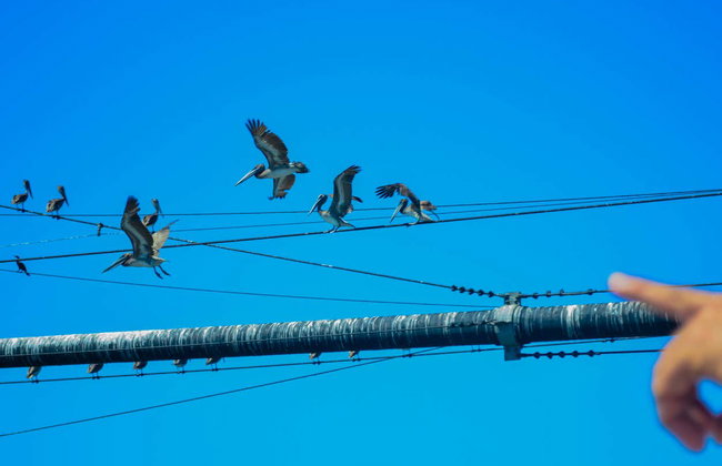 Avistamiento de aves en la Ciénaga Grande de Santa Marta - Foto 3