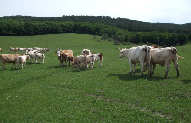 Room in Farmhouse - Rustic Charm - two Bedroom Suite 8601 - Foto 17