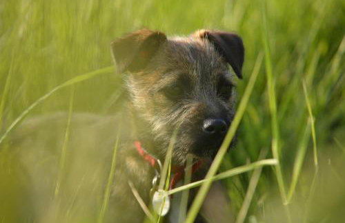 Dandelion Cottage, Amroth - Foto 27