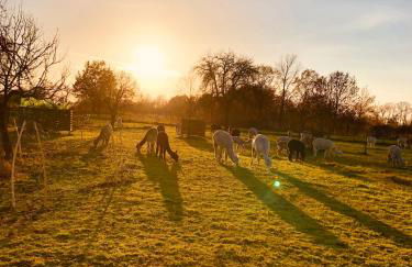 Ferienwohnung Spreewaeldchen - Foto 49