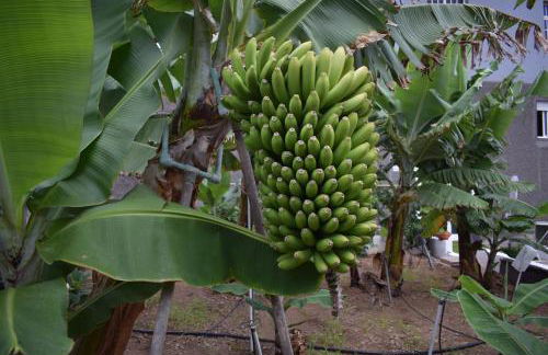 Chicho's Home - Foto 36