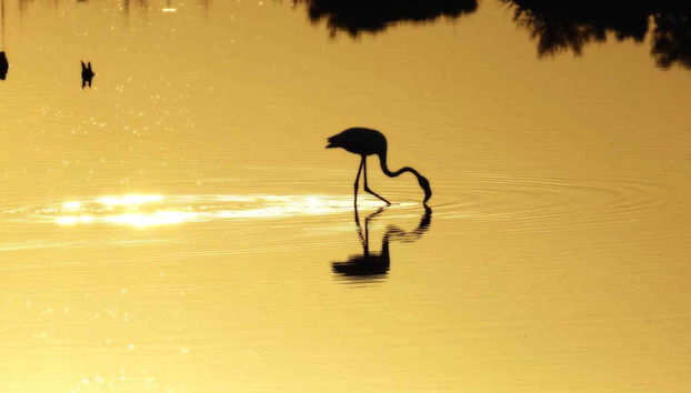 Flamenco en el Delta del Ebro