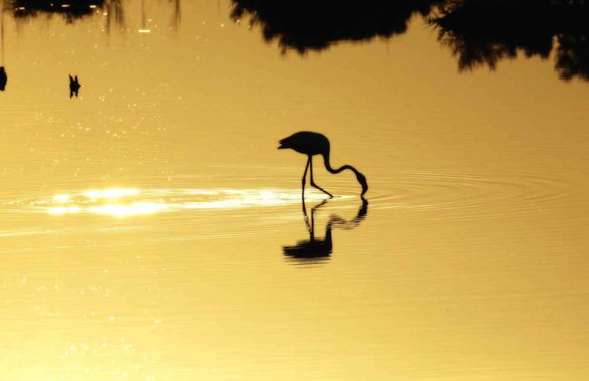 Delta del Ebro Day Trip & Boat Ride - Photo 3