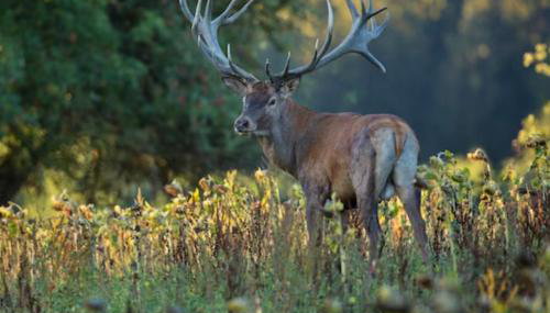 3 Guests - Pet Friendly - Grid Tree-House - Foto 3