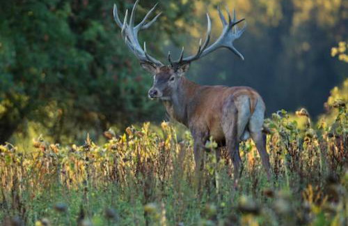 3 Guests - Pet Friendly - Grid Tree-House - Foto 3