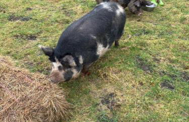 Ruby's Retreat! Farm Stay! North devon! Sleeps 6! Beaches Exmoor! - Foto 29