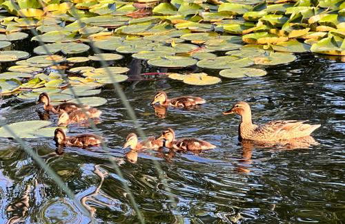 Domaine de La Coudouliere, Vue Mer, Plage, Piscine et Parc - Foto 73
