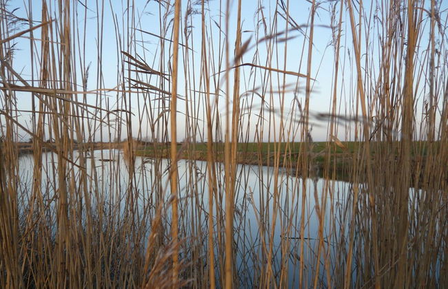 Cottage in Brookland Near Romney Marsh Beach - Photo 24