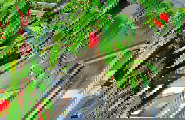 Almond Court Motel - Foto 52