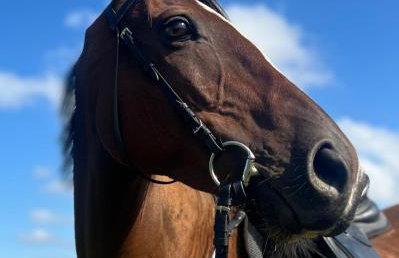 SEDRA Holiday Resort-Adults Only-Bed & Breakfast - Foto 36