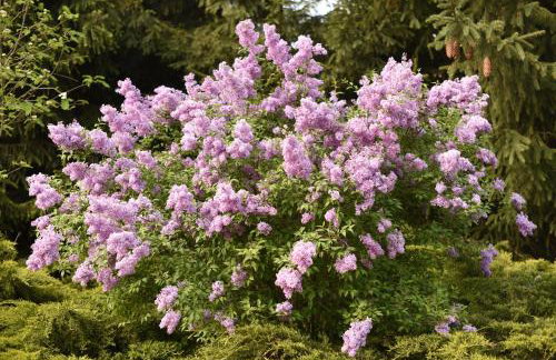 Dwor Trzesniow - Foto 30