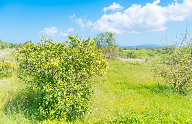 Casa Holganza in Maria de la Salut - Photo 32