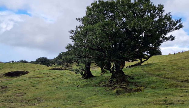 Végétation de l'île