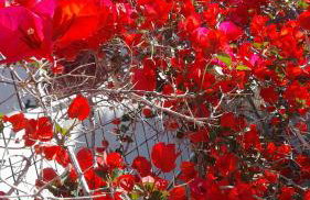 Asteria House - Foto 57