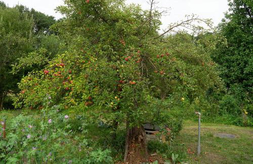 Historische Ferienwohnung - Foto 16