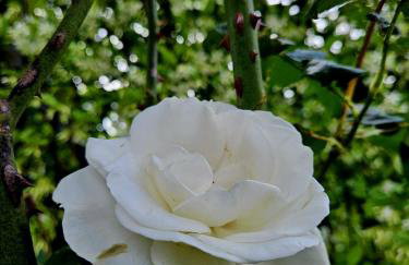 Perla No1 - Photo 33