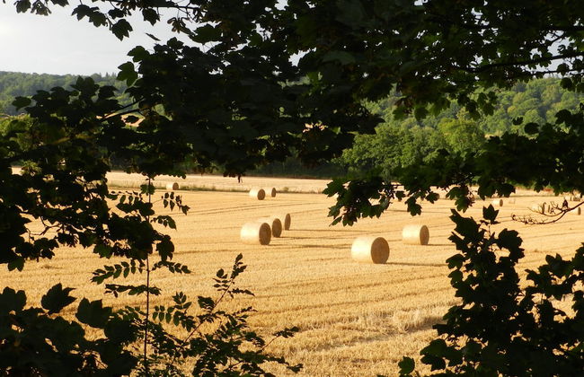 Cosy 5m Bell Tent Glamping in Rural Herefordshire - Foto 15