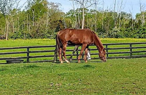 102 Acre Pet Friendly Horse Farm! Bring your horse too! - Foto 1