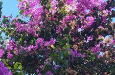 La Buganvilla - Foto 8