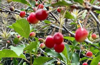Casa Rural Las Guindas - Cozy Rural House, Hierro - Foto 15