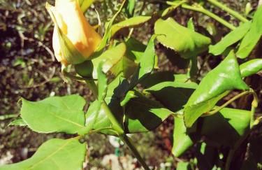 Lorantina Luxury Sea View House with Starlink WiFi near Barbati & Ipsos - Photo 78