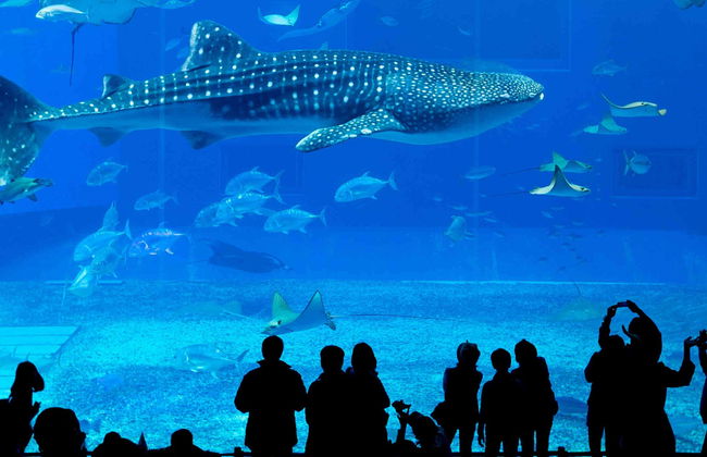 Entrada al Acuario de Georgia - Foto 1