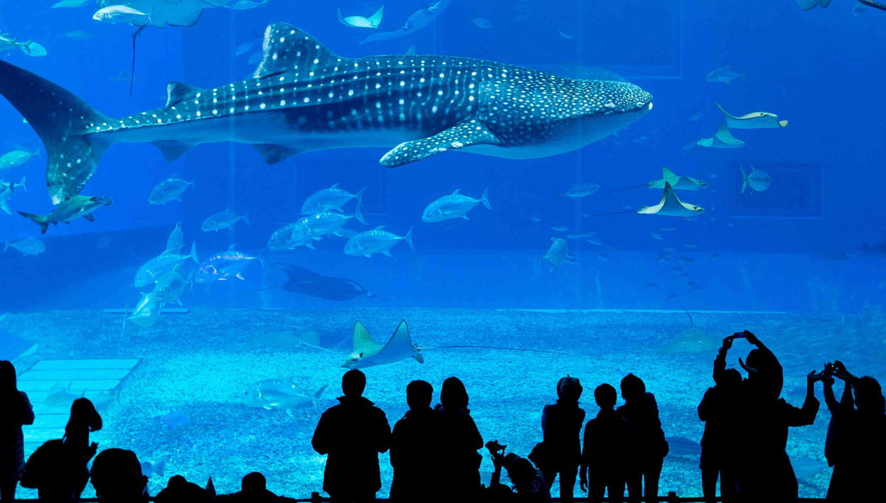 Georgia Aquarium Ticket