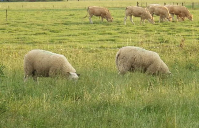 Elegant Holiday Home With Horssen With Terrace - Photo 22