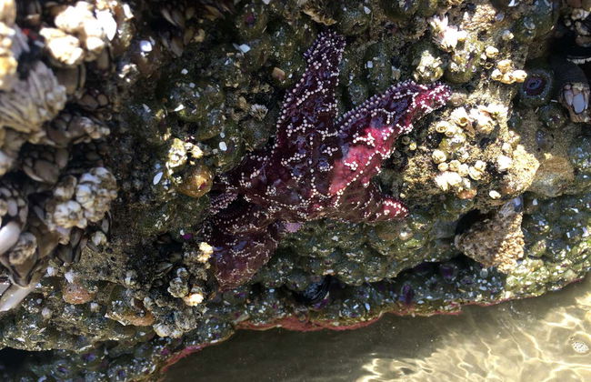 Tour por las playas del norte de Oregón - Foto 8