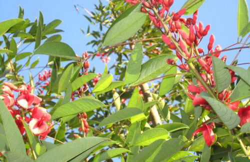 Casa de Romao - Foto 52