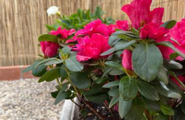 La Caseta del Iaios - Foto 24