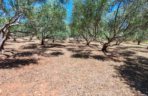 Olive garden Platinum, Posedarje - Photo 61