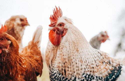 Ferienhof Petermühle Urlaub mit Alpakas - Foto 58