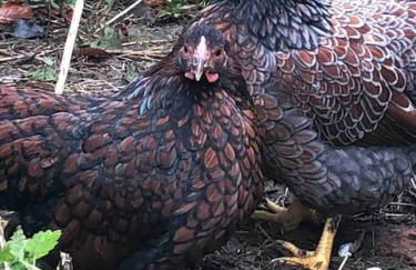 Bramble Cottage on the edge of Exmoor - Foto 27