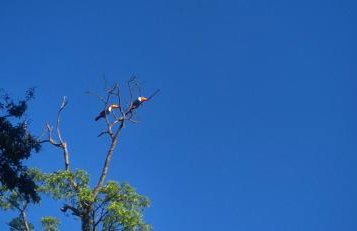 Chalé Banho de Floresta Atibaia Clube de Montanha - Foto 26