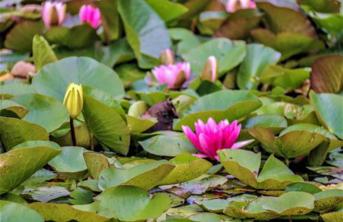 Lakeland Lodge with private Hot Tub and fishing - Foto 24