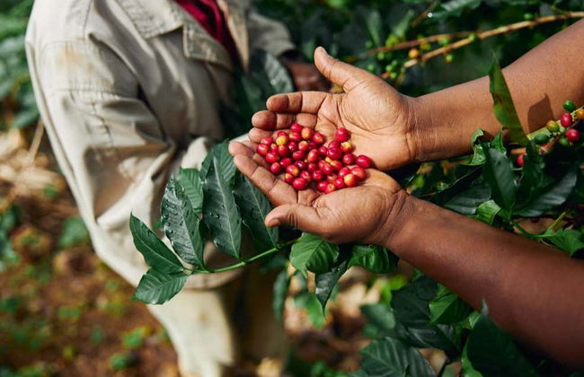Visite sur le thème du café à Tenejapa + Visite de Romerillo et Cruztón - Photo 8