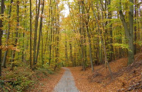 Ferienwohnung Haus am Singberg - Foto 12