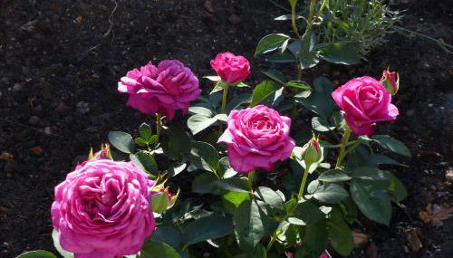 Alter Krämerladen von 1732 - Foto 2, Garden