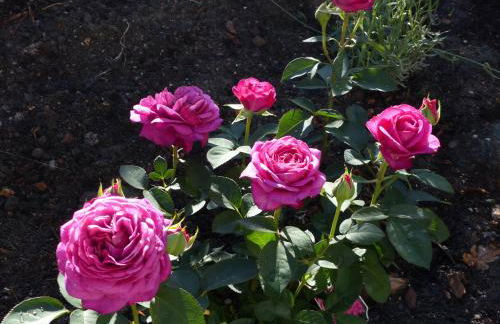 Alter Krämerladen von 1732 - Foto 2