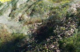 Casolare Azzurro - Foto 46