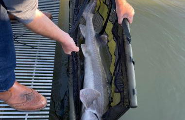 Lakeside Fishing Pods - Foto 24