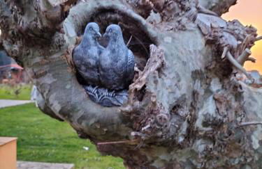 Apartamentos Rurales Sobremazas - Foto 8