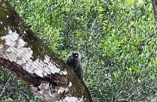 Abelha & Peixe Boi - Photo 12