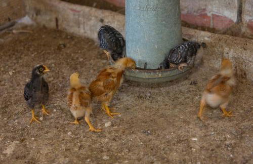 Turisme Rural Ca l,Anguila - Foto 56