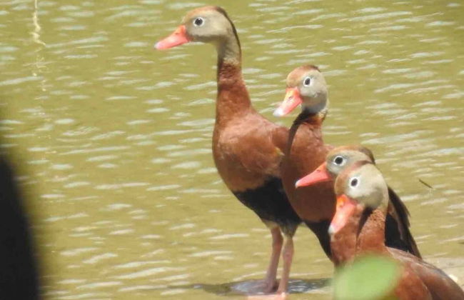 Pilgrim's Paradise Cabin 2 - Photo 19